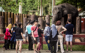 吉隆坡大象一日遊｜預訂前必看5個關鍵！避免花冤枉錢✨
