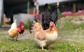 宜蘭可達羊場親子遊實測｜150元抵50消費還能餵羊！超讚😆