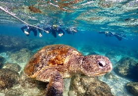 小琉球蟹老板浮潛超讚！水下遇海龜+免費拍照太爽了🐢