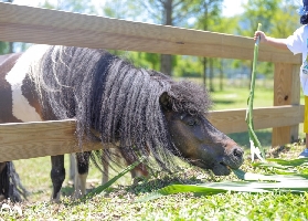 宜蘭稻莊農場實測｜親子玩整天！水豚君狐獴超萌🤩