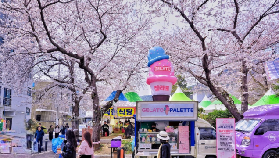 ​2026年韓國鎮海櫻花節 鎮海軍港節 日與夜櫻遊