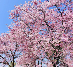 26年廣東1–3月賞花🌸這6個絕美賞花地請收好！