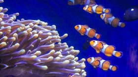 巴塞隆納水族館30週年超夯！親子遊必訪實測｜行程規劃+避坑技巧