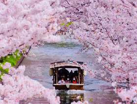 2026年日本櫻花首測！花期地圖新鮮出爐