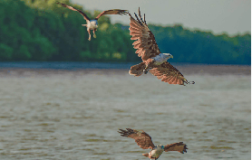 瓜拉雪蘭莪3合1體驗實測｜餵鷹+螢火蟲+藍眼淚避坑指南✨