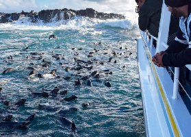 澳洲菲利普島海豹船遊實測｜5000+海狗貼臉互動！避坑指南