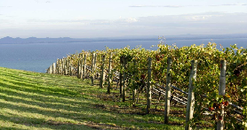 墨爾本週邊一日遊實測｜雙半島隱藏玩法+預訂避坑指南✨