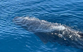 花蓮華維賞鯨實測！太平洋遇飛旋海豚超震撼｜3個體驗亮點大公開