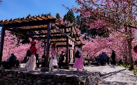 臺中福壽山+梨山一日遊｜現場實測亮點+隱藏拍照點🤩