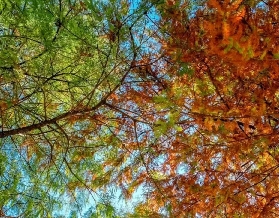 冬日限定浪漫！中山落羽杉紅了，即刻嚟打卡