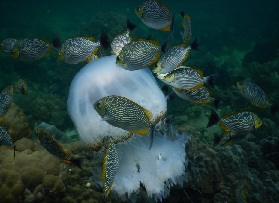 富國島潛水初體驗｜南部水域超讚！預訂到體驗全攻略🧜‍♀️