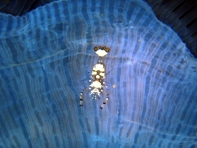 富國島潛水初體驗｜無證也能衝！珊瑚魚群看飽飽🐠