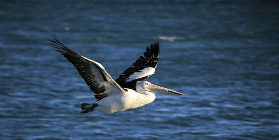 西澳粉紅湖3天之旅｜保姆級避坑指南！別踩這些雷💡