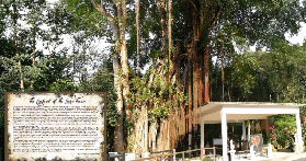 怡保沉香茶谷一日遊｜臺灣人實測！5個必玩亮點+預訂懶人包不踩雷❤️