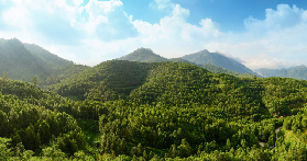 怡保沉香茶谷一日遊｜港澳仔實測！3個預訂避坑點+隱藏體驗大公開✨