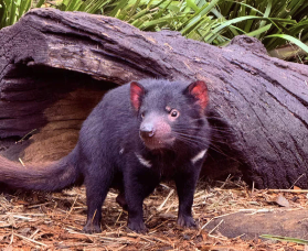 悉尼親子/單人必去！無尾熊互動+燒烤+迴旋鏢｜實測3大亮點避坑