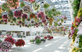 東京HANA・BIYORI實測｜300盆花吊燈+水獺互動！避坑指南超抵✨