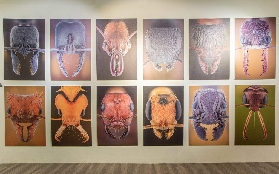 預訂螞蟻帝國博物館前必看｜3大選品重點唔好錯過！💰