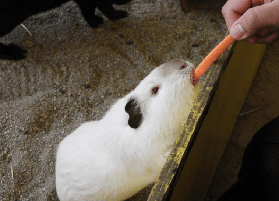 那須野生動物園門票攻略｜70+動物互動超讚！Hopetrip電子票懶人包📌