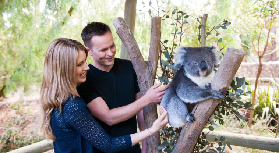 阿德萊德必衝！克萊蘭野生動物園｜抱考拉餵袋鼠超治愈✨