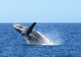 沖繩賞鯨實測｜99%看到率+全額退款！冬季限定必沖✨