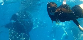 宿霧鯨鯊同遊實測｜早起3點也值！5個避坑技巧必看✨