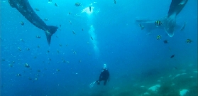 宿霧一日雙體驗｜鯨鯊共遊+巴迪安溪降避坑實測✨