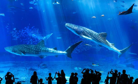 「沖繩藍洞+水族館實測」3個避坑點讓你玩到爽✨