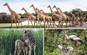 曼谷親子遊實測｜1天解鎖2大寶藏點！賽佛瑞動物園+巧克力村超讚✨