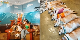 錫亞高柯基島咖啡廳實測！被10+柯基包圍超療癒🐶