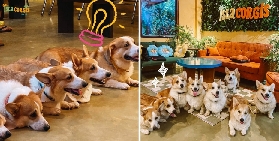 錫亞高柯基島咖啡廳保姆級避坑指南！這些坑我幫你踩過了🚫