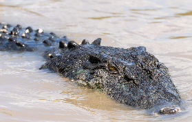卡卡杜國家公園探險｜3個避坑建議+總結，別白跑一趟！