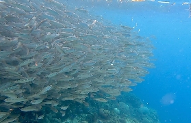薄荷島必玩3景！沙丁魚風暴+洞穴+雙子瀑布｜預訂前避坑指南✨