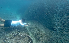「菲律賓薄荷島1日團實測」沙丁魚暴風+洞穴+海島！避坑必看✨