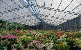 宿霧農場之旅實測！現摘草莓+椰子冰淇淋超讚✨