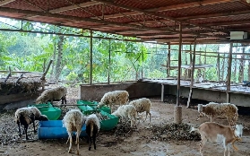 宿霧農場之旅避坑總結！這5點一定要註意✨