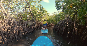 澳洲Noosa2小時隱藏版SUP！紅樹林隧道劃槳+遇黃貂魚✨初學者零壓力