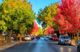 阿德萊德半日遊實測｜洛夫蒂山+漢多夫必玩！避坑指南看這裏✨