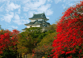 實測大阪出發一日遊！和歌山+奈良超讚體驗分享🤩