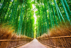 大阪關西遊一日團實測｜勝尾寺+嵐山+奈良必選？選品避坑技巧✨