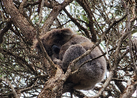 袋鼠島2日遊選品避坑｜阿德萊德出發小團真係超抵！✨