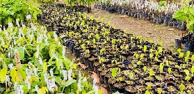 實測！克裏奧羅可可農場之旅｜從豆莢到巧克力的夢幻體驗✨