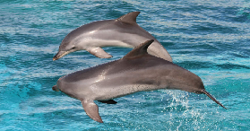 袋鼠島海洋探險｜同海豹共遊+海豚偶遇！親測避坑指南✨