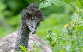 墨爾本週末逃離｜格蘭坪一日遊實測！野生動物+原住民文化超讚✨