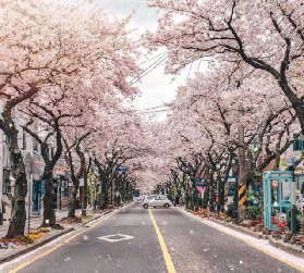 2026濟州島賞櫻地（含打卡地）