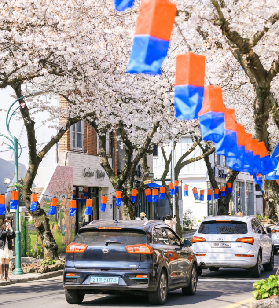 2026濟州島櫻花網紅打卡地