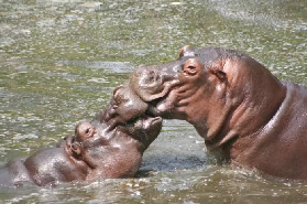 長崎西海生物公園實測｜200種動物親密互動！3萬株植物超療癒避坑指南✨