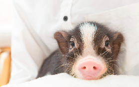 東京療癒系體驗！目黑Micro Pig Cafe 迷你豬抱到不想走🤩