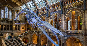 倫敦自然史博物館實測｜避坑指南+藍鯨標本超震撼✨