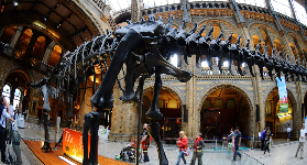 倫敦必逛！自然史博物館小團導覽｜恐龍+藍鯨全攻略🐉